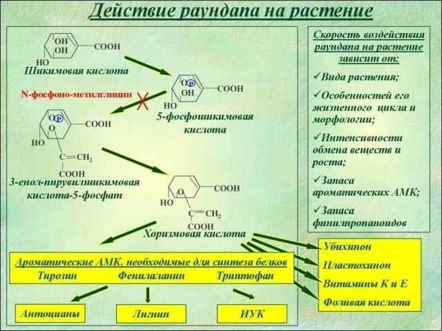 Вещества первичного метаболизма растений