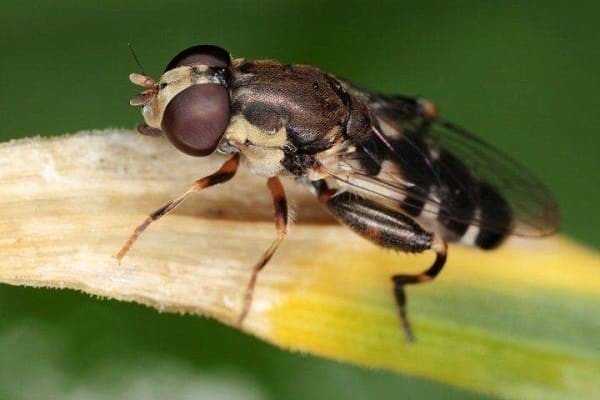Луковая муха и ее личинки