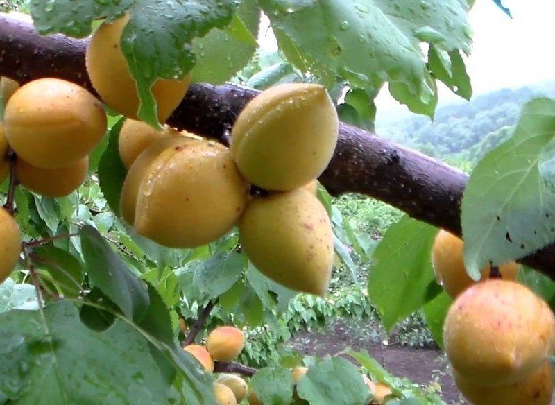 Саженцы абрикос манитоба
