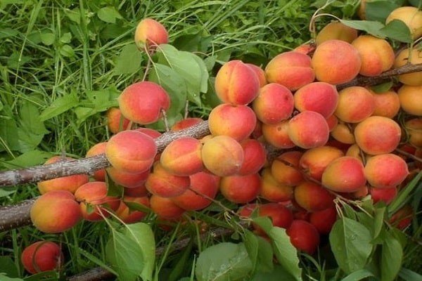 Саженцы абрикосов хабаровский сорт
