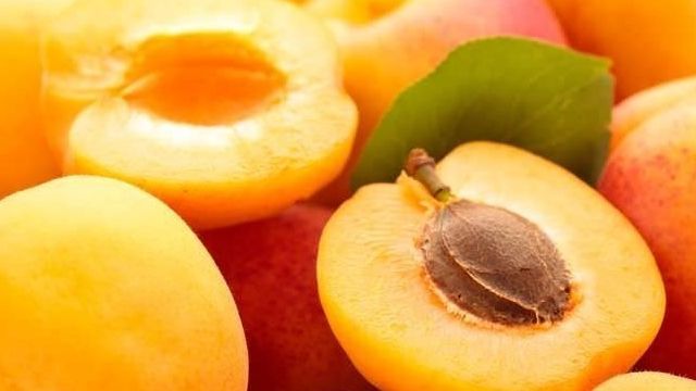 Изящный и плодовитый колоновидный абрикос — популярные сорта и особенности выращивания