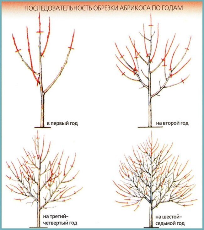 Обрезка яблони по годам схема