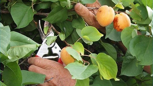 Обрезка абрикоса: виды, схема, особенности весенней, летней и осенней обрезки
