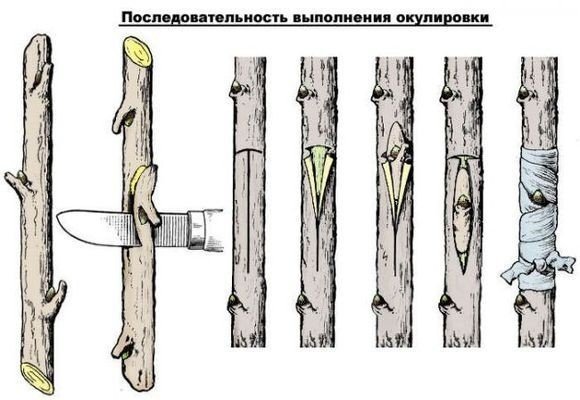 Прививка плодовых деревьев для начинающих