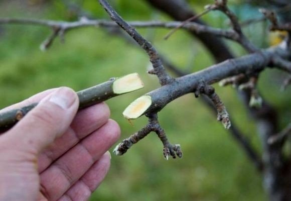 Прививка яблони весной для начинающих