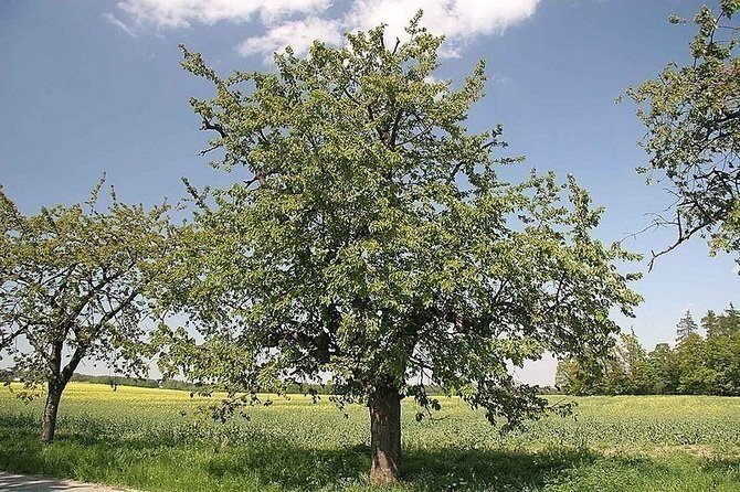 Черешня дерево