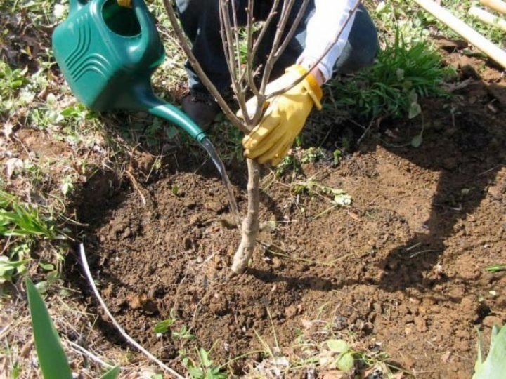 Весенняя посадка саженцев плодовых деревьев