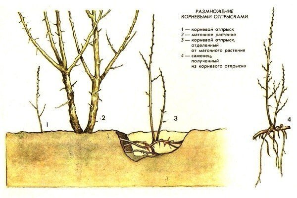 Облепиха размножение корневыми отпрысками