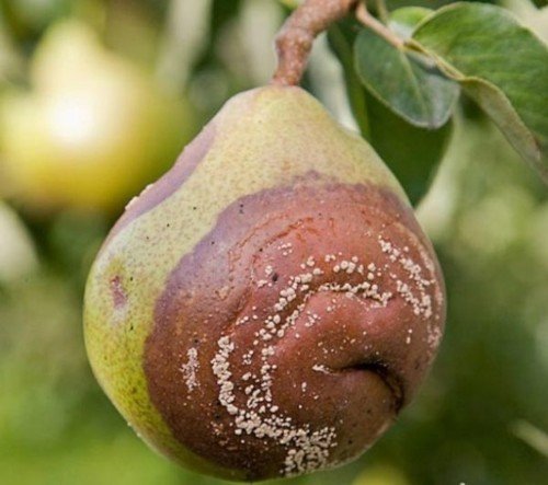 Плодовая гниль монилиоз груши