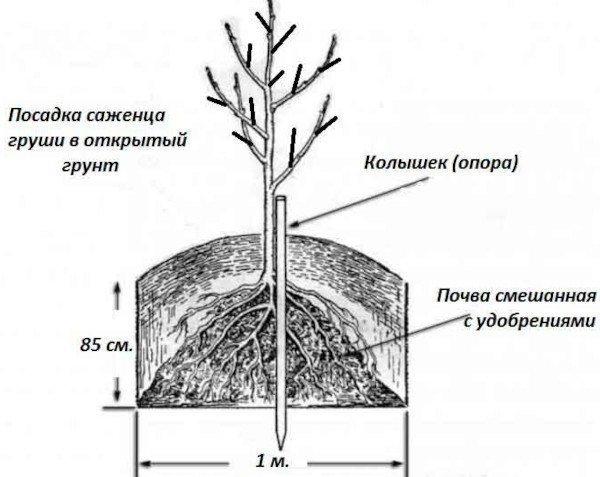 Схема посадки колоновидной яблони