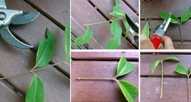 Размножить замиокулькас листом