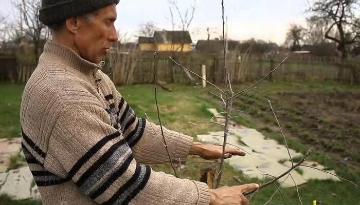 Денис сафронов сады мечты формирование яблонь весной