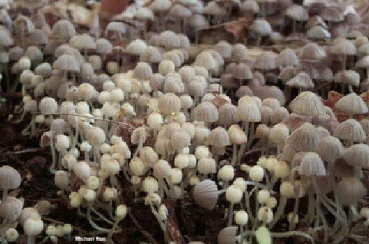 Навозник рассеянный coprinellus disseminatus