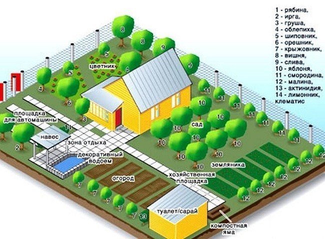 Какие деревья посадить на участке схема