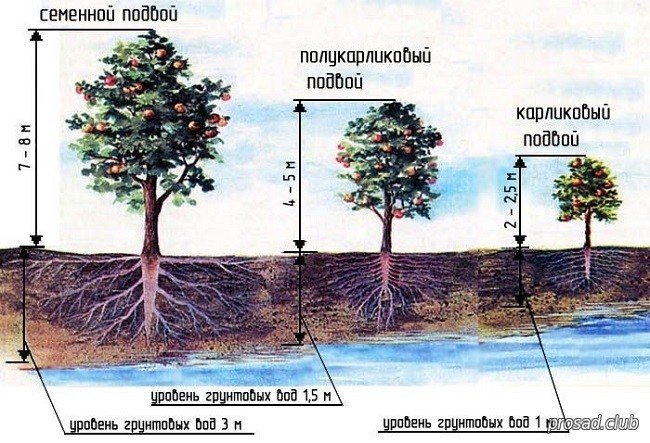 Расстояние между яблонями при посадке