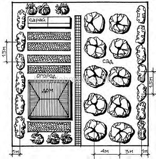 Схема посадки плодовых кустарников на участке