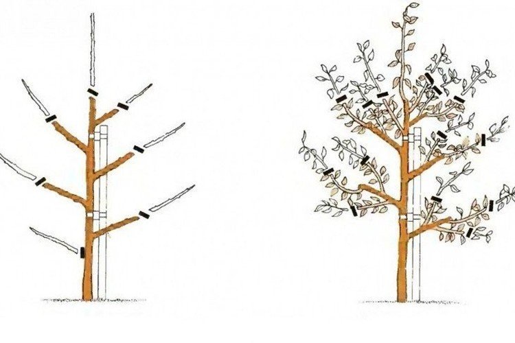 Обрезка колоновидной яблони весной