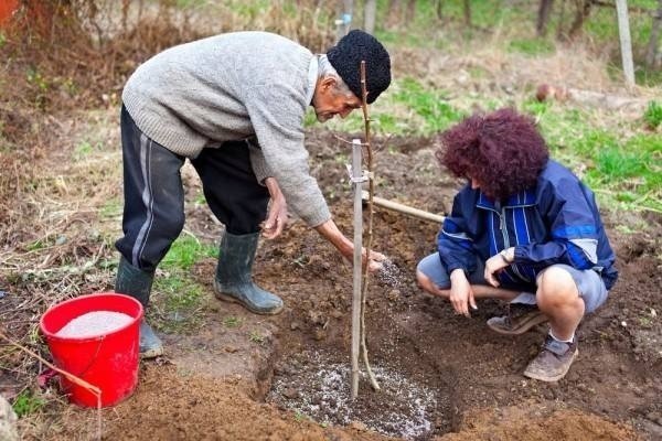 Посадка деревьев в саду