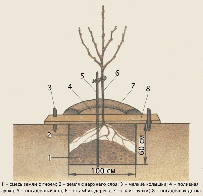 Схема посадки саженцев плодовых деревьев