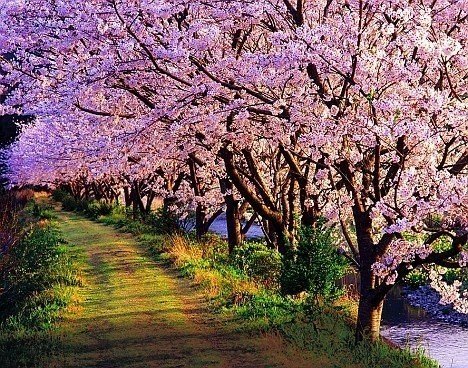 Цветение сакуры в японии сады