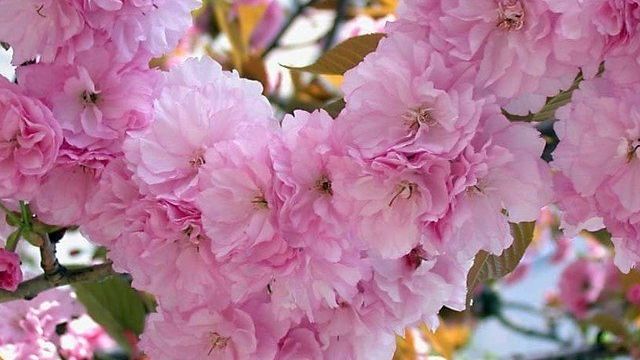 Описание японской вишни