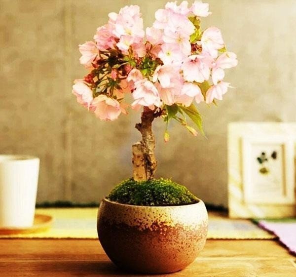 Цветение молодого бонсая сакуры