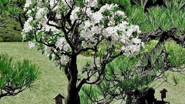 Семена сакуры бонсай цветок вишни как сажать