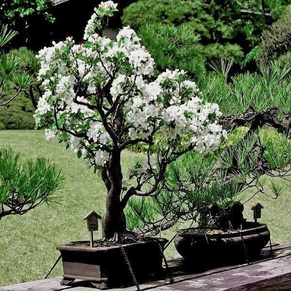 Японское дерево бонсай