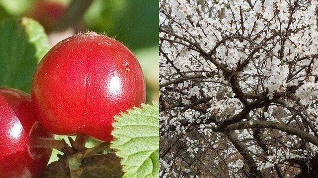 Войлочная вишня — от посадки до обрезки