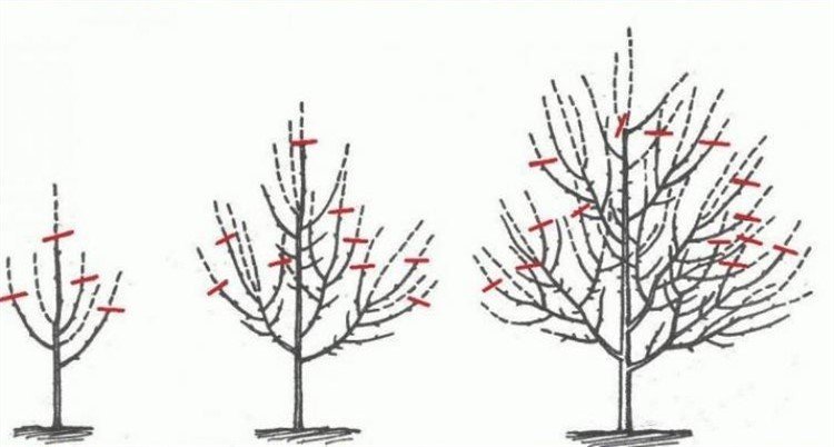 Схема обрезки саженцев яблони
