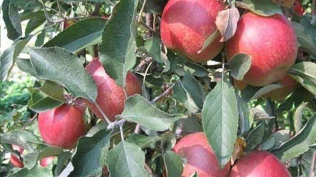Характеристика и описание сорта яблок Топаз, выращивание и урожайность