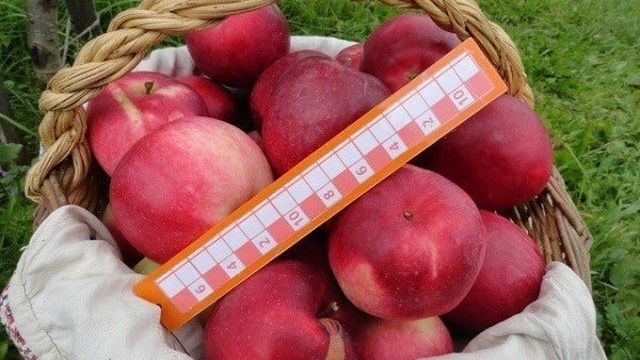 Описание сорта яблони Раннее Алое и характеристики урожайности