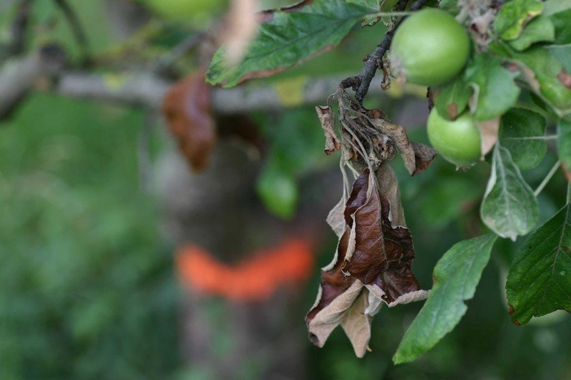 Монилиоз яблони листья