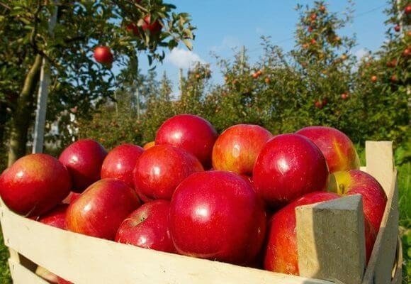 Огромный урожай яблок
