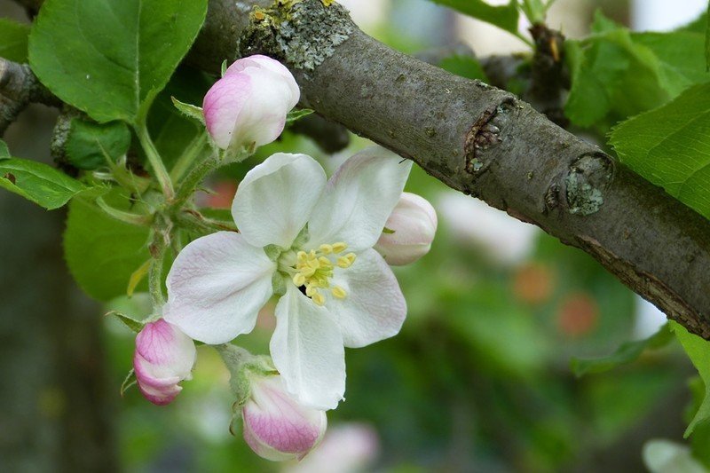 Яблоня мельба цветущая