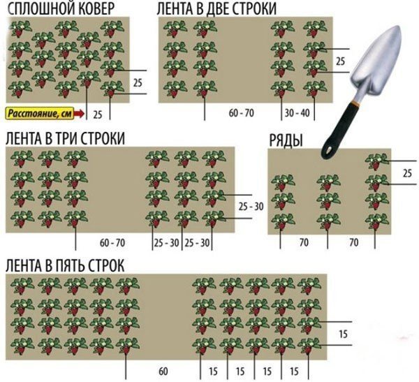 Схема посадки клубники в открытом грунте весной