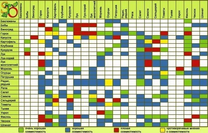 Соседство овощей на грядках таблица совместимости растений
