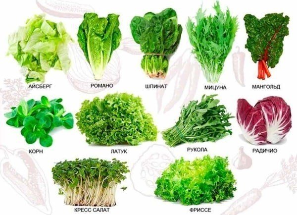Разновидности салата листового