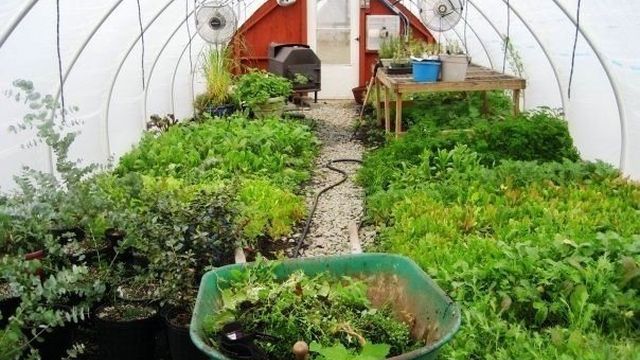 Зелень в теплице: секреты выращивания