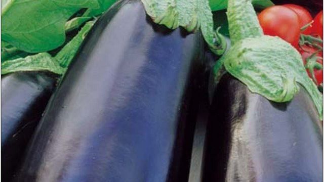 Баклажан Солярис: отзывы, описание и характеристика сорта, фото семян Уральский дачник