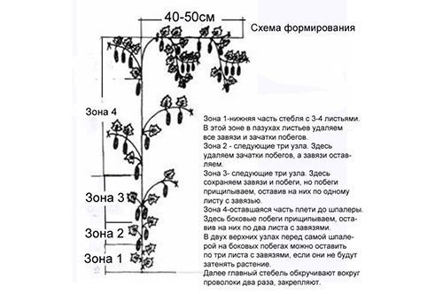 Формирование огурцов в открытом грунте схема