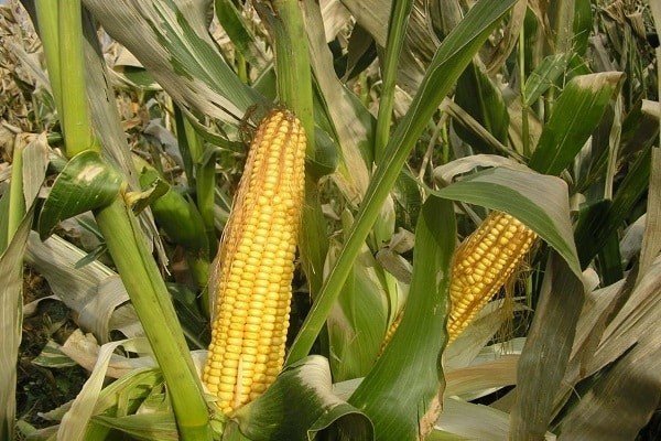 Кукуруза сахарная растение
