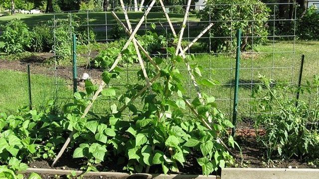 Как посадить и вырастить стручковую фасоль на огороде и на даче