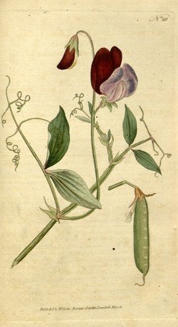Душистый горошек ботаническая иллюстрация
