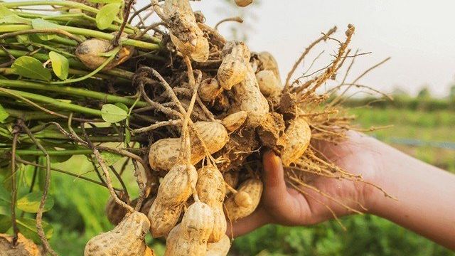 Как посадить арахис в домашних условиях на огороде Орех Эксперт