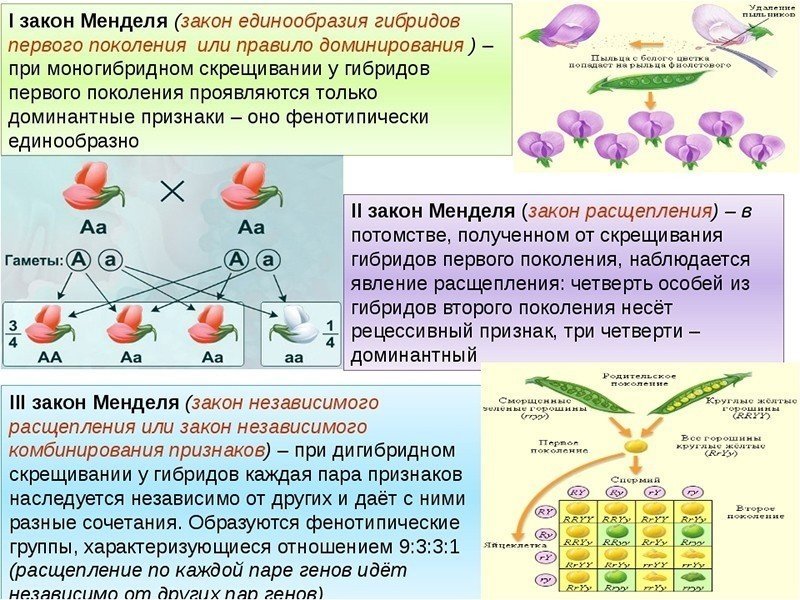 Второй закон менделя