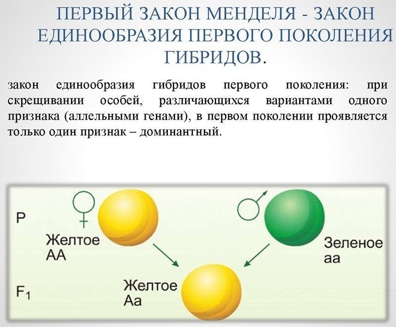 Закон единообразия гибридов первого поколения