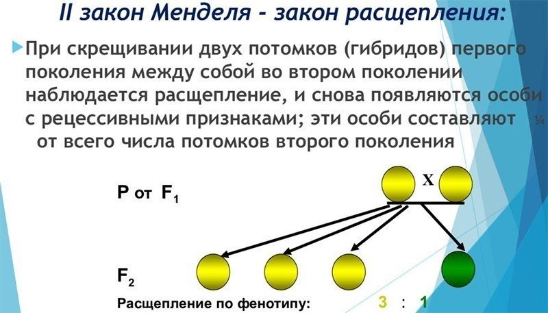 Закон расщепления менделя второго поколения гибридов