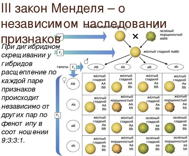 Закономерности наследования признаков дигибридное скрещивание