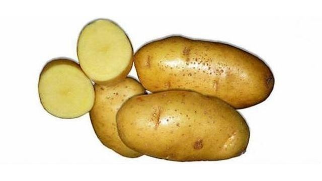 Белорусский картофель Скарб: описание сорта и секреты урожайности